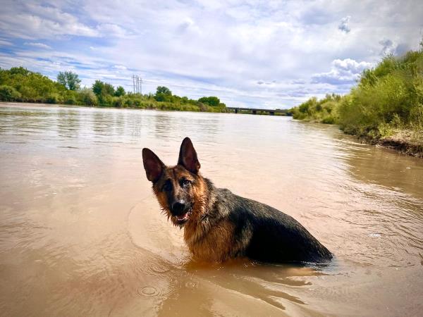 /images/uploads/albuquerque publishing company/abqjournalpetcontest2024/entries/29896thumb.jpg